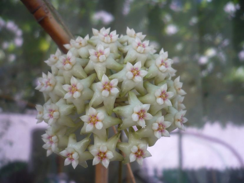 P1490055 - HOYA 2021-1