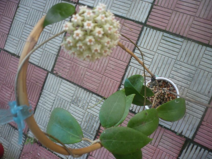 P1490056 - HOYA 2021-1