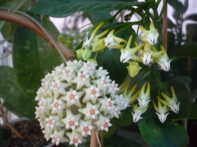 P1490058 - HOYA 2021-1