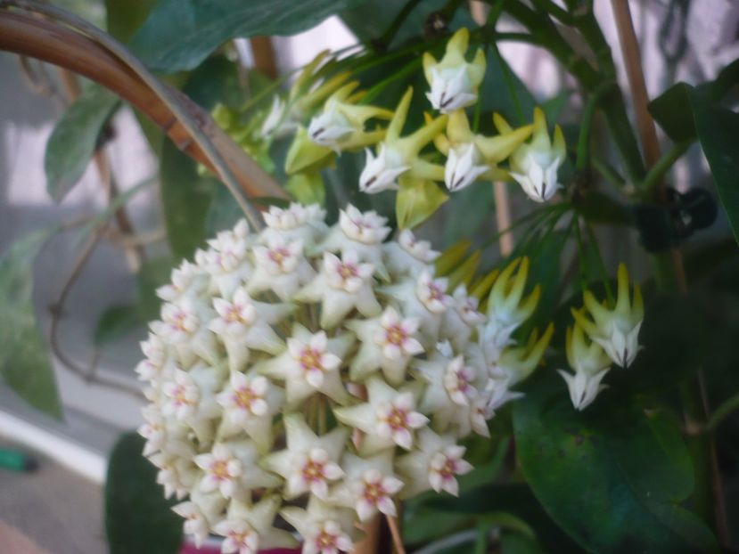 P1490059 - HOYA 2021-1