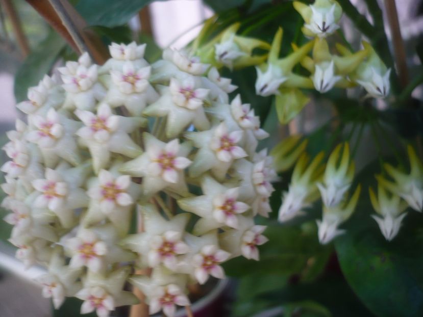 P1490061 - HOYA 2021-1
