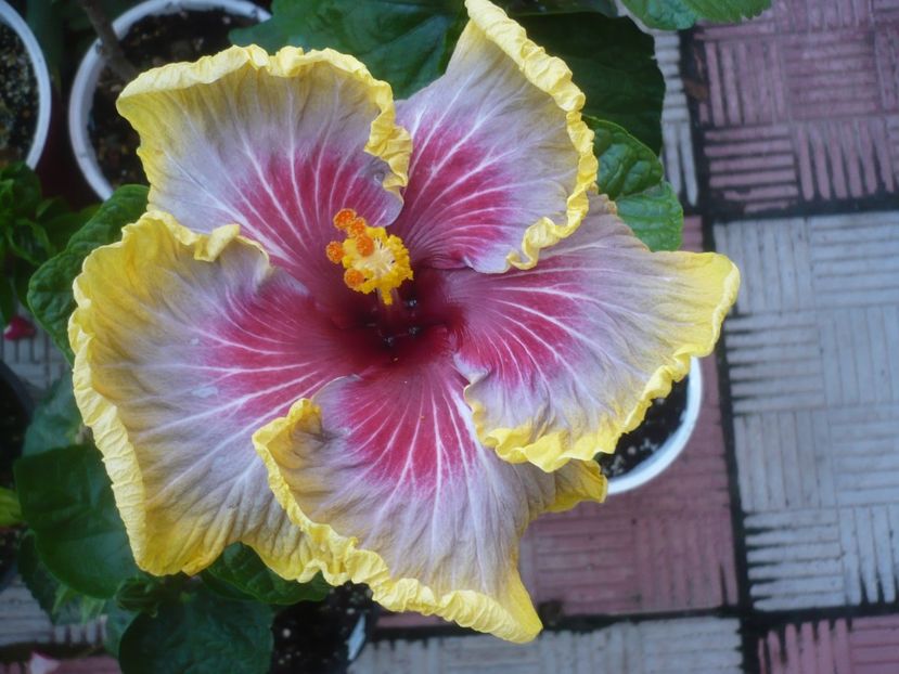 P1490066 - HIBISCUSI 2021-2