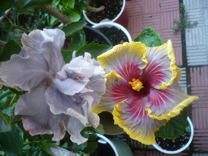 P1490072 - HIBISCUSI 2021-2