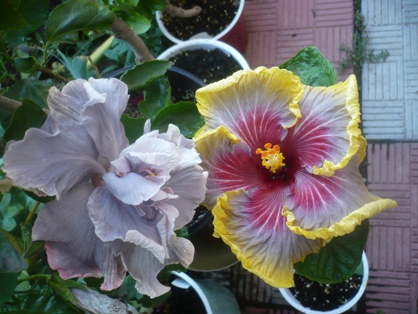 P1490073 - HIBISCUSI 2021-2