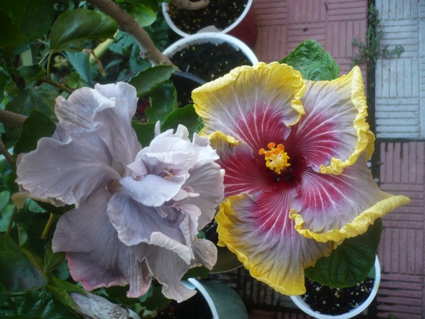 P1490074 - HIBISCUSI 2021-2