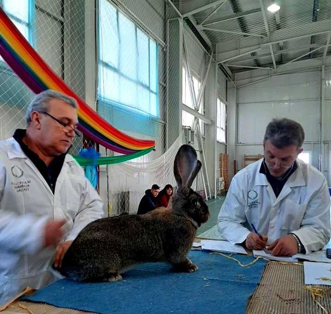  - Expozitia Constanța 2020