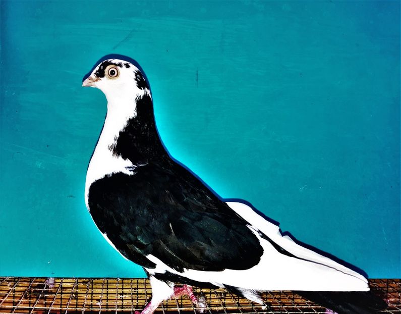 12293  femelă  2021_3 - tineret 2021