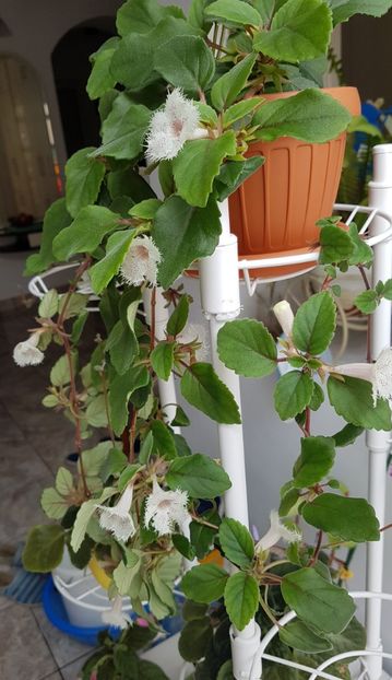 Alsobia, tot inflorita - Alte plante de interior