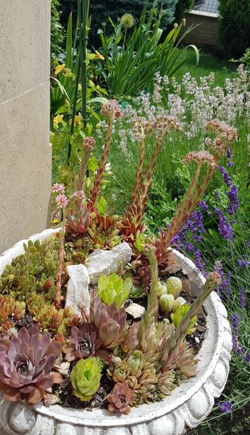 Sempervivum inflorit - Suculente de exterior 2018-2021