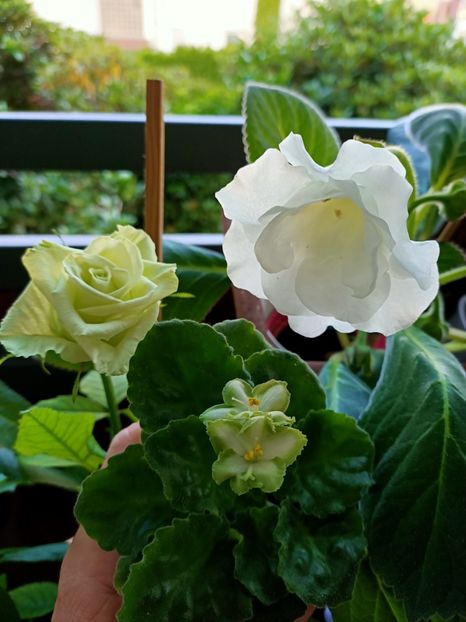 Img.2021.07.02 - N- O toană