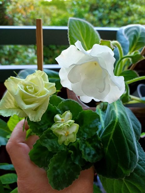 Img.2021.07.02 - N- O toană