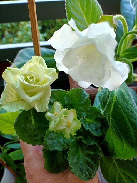 Img.2021.07.02 - N- O toană