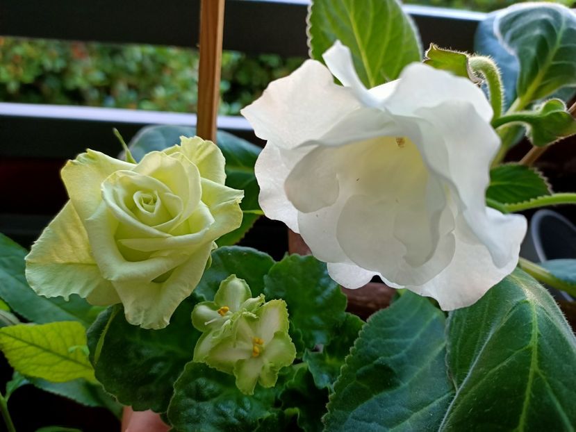 Img.2021.07.02 - N- O toană