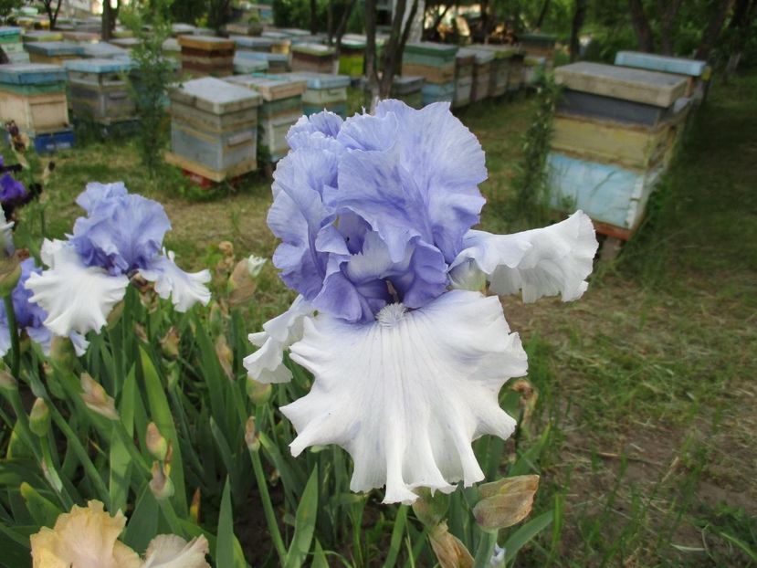 1E0D5EF3-02BF-405A-9CBF-DE98C919F4BF - Achiziții stanjenei 2021
