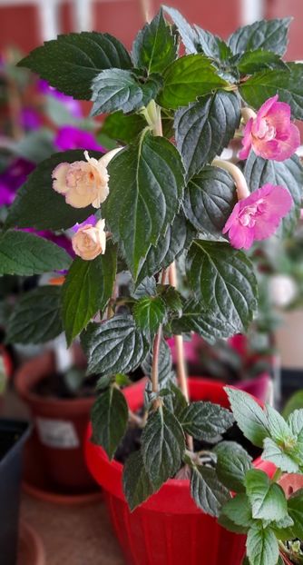 Nia 1 si 3 - Nia____a