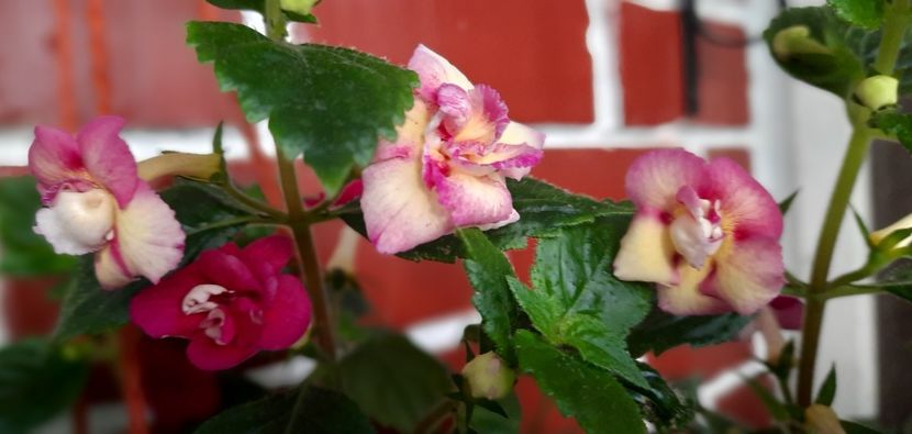 Este unul din achi care are culori senzationale pe caldura - Last Down