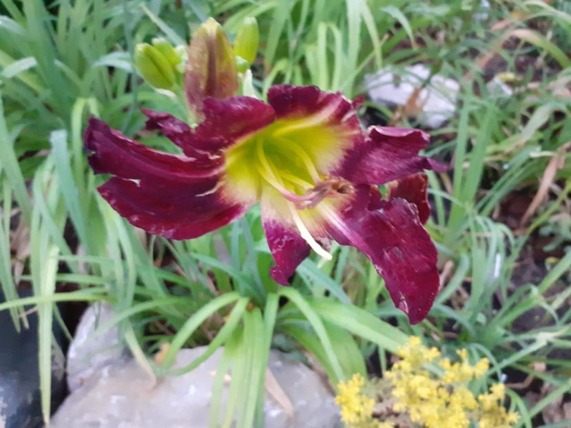 Night beacon inflorit din boboc lovit de grindina - Gradina 2021