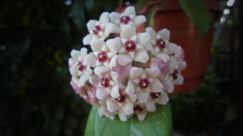 Carnosa ,aroma de miere...multumiri! - Sclipiri 2021