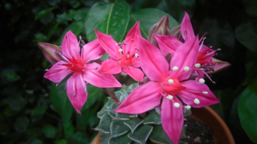 Graptopetallum - Sclipiri 2021