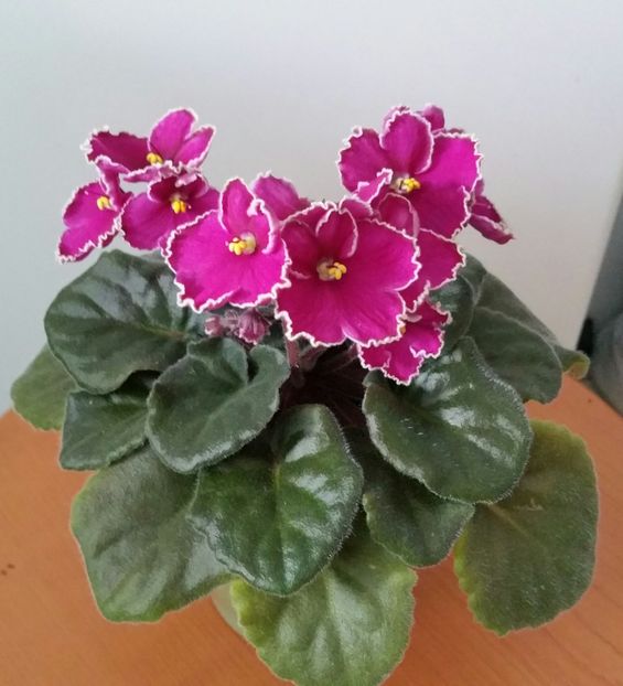 Fara nume - Violete 2021