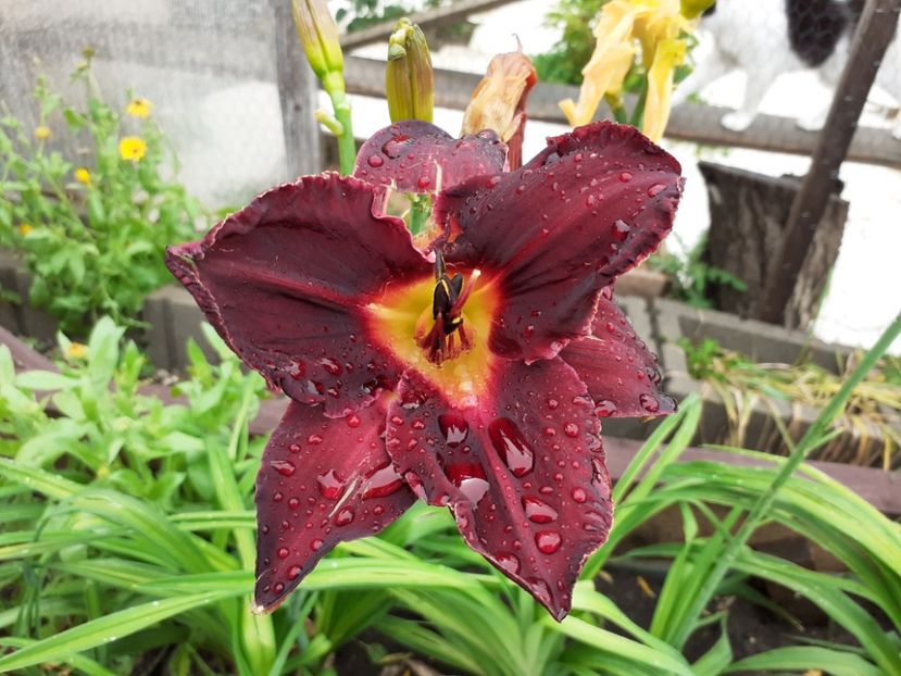 Queen of Night - Hemerocallis 2021