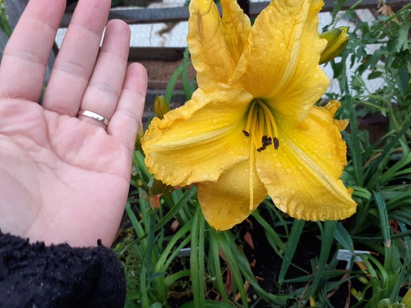 Inku Zelts - Hemerocallis 2021