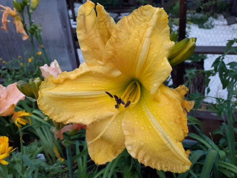 Inku Zelts - Hemerocallis 2021