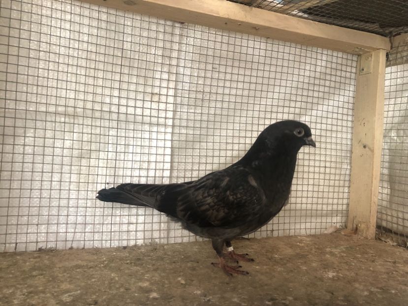 25508/21 - 4-lot zbor 2021