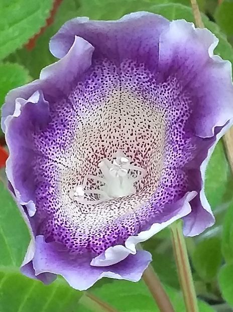 S - 20 - Gloxinii 2021