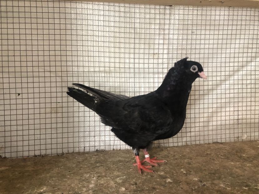 25499/21 - 4-lot zbor 2021