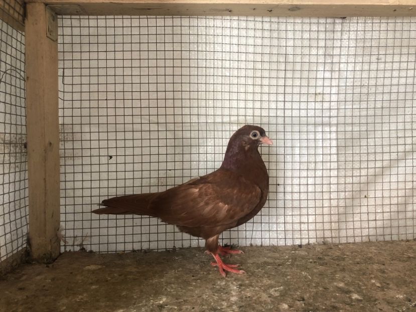 25510/21 - 4-lot zbor 2021