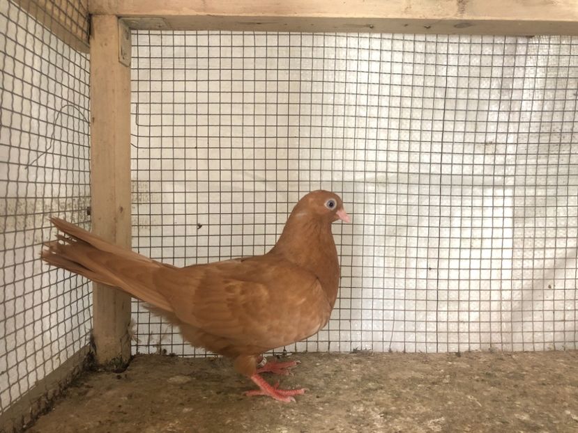 25502/21 - 4-lot zbor 2021