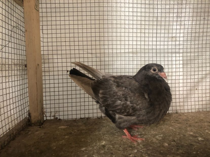 25515/21 - 4-lot zbor 2021