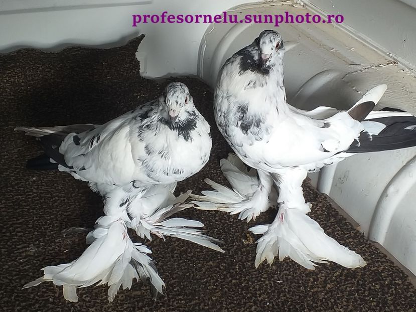 vânduți lui Alex Iordache(HD) - Porumbei VÂNDUȚI