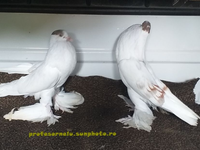 vânduți lui Alex Iordache(HD) - Porumbei VÂNDUȚI