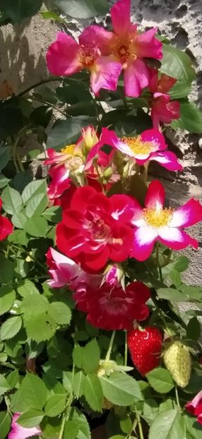  - Gradina mea 2021