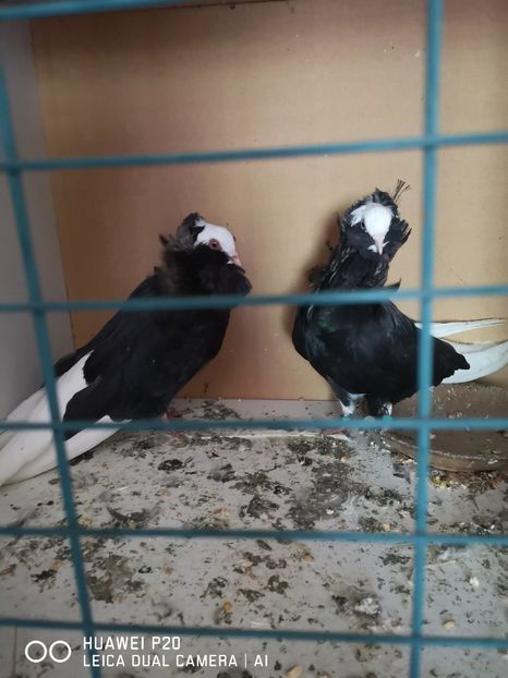  - Achiziții Germania 2021