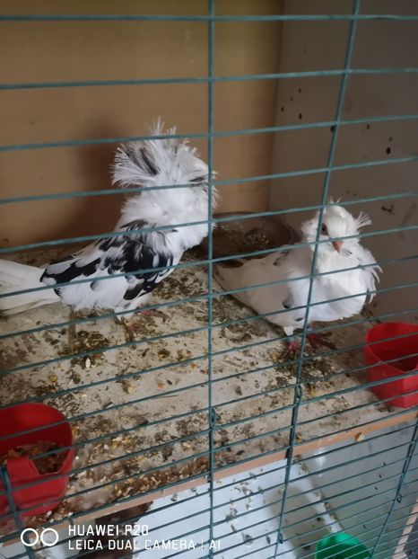  - Achiziții Germania 2021