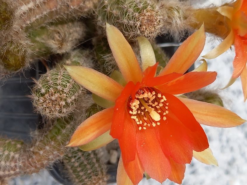  - Chamaecereus Daniella