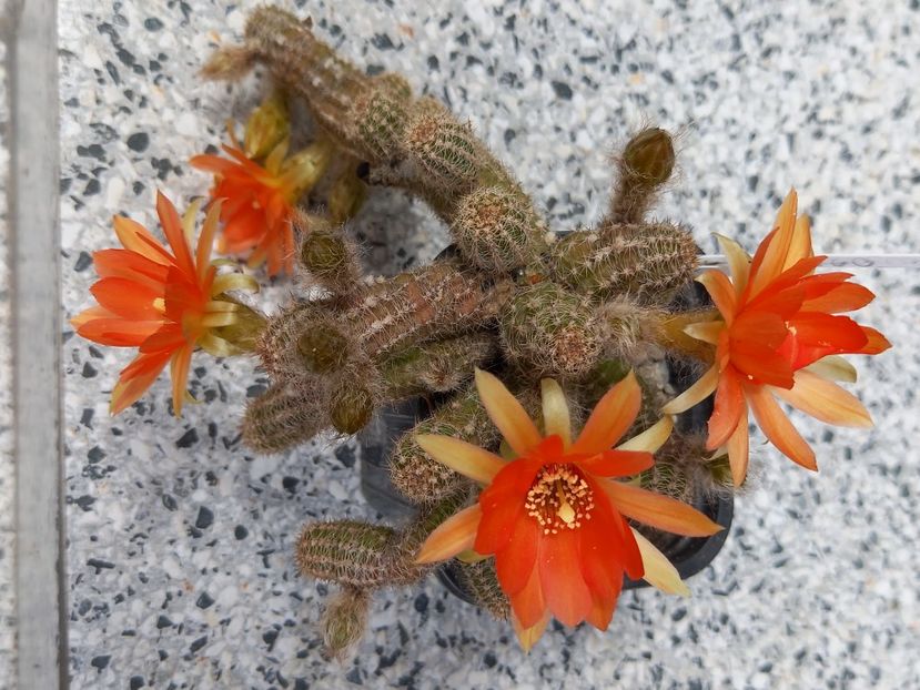  - Chamaecereus Daniella