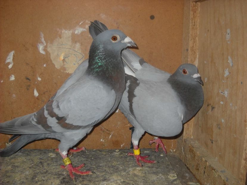  - UNDEVA IN SUCEAVA arhiva