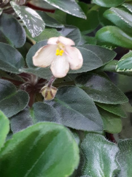  - Lik-Gusinniye Lapky