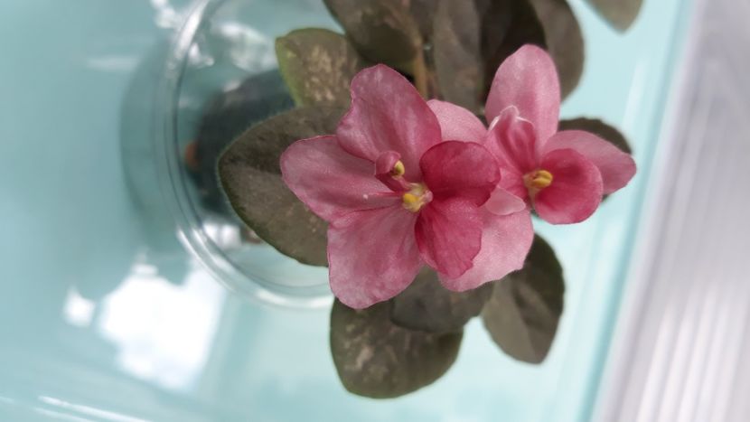  - Mac s Freckled Faced Redhead