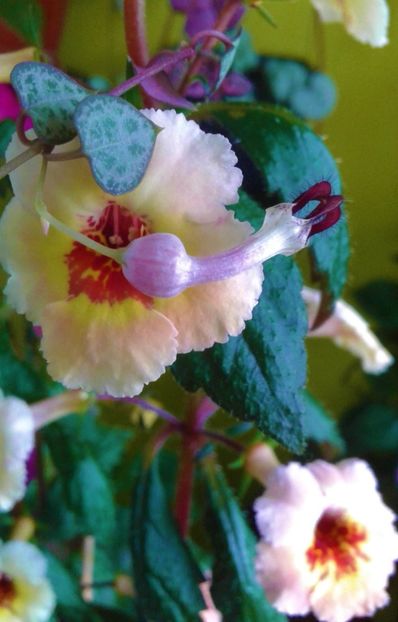 20210703_141809-1 - colectia mea de achimenes 2021