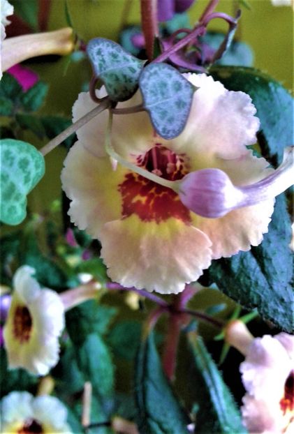  - colectia mea de achimenes 2021