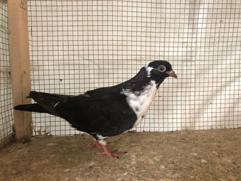 25516/21 - 4-lot zbor 2021