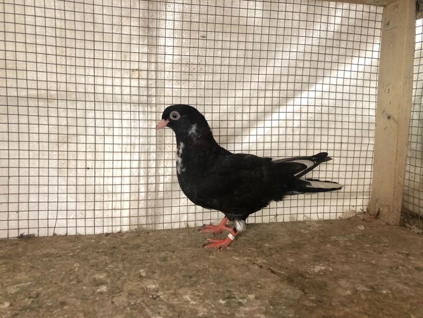 25498/21 - 4-lot zbor 2021