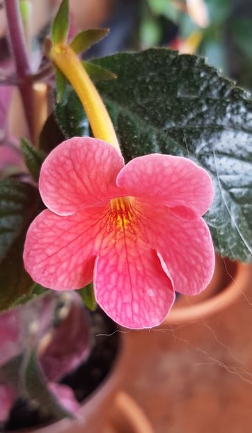 Terracota - Achimenes 2021