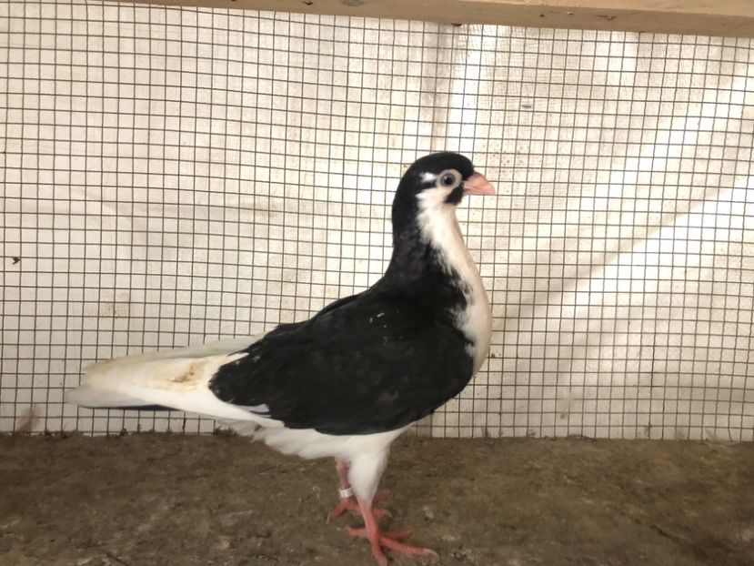 25504/21 - 4-lot zbor 2021