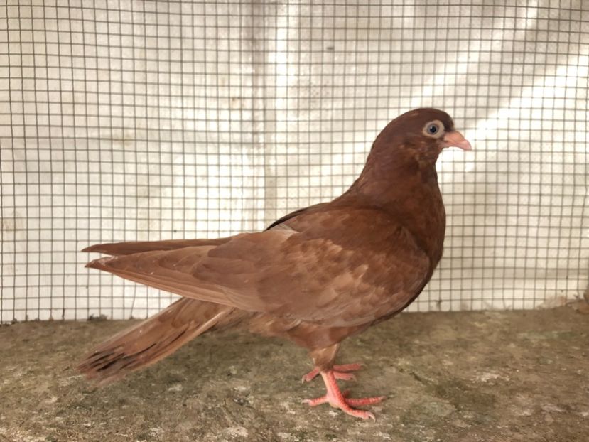 25514/21 - 4-lot zbor 2021